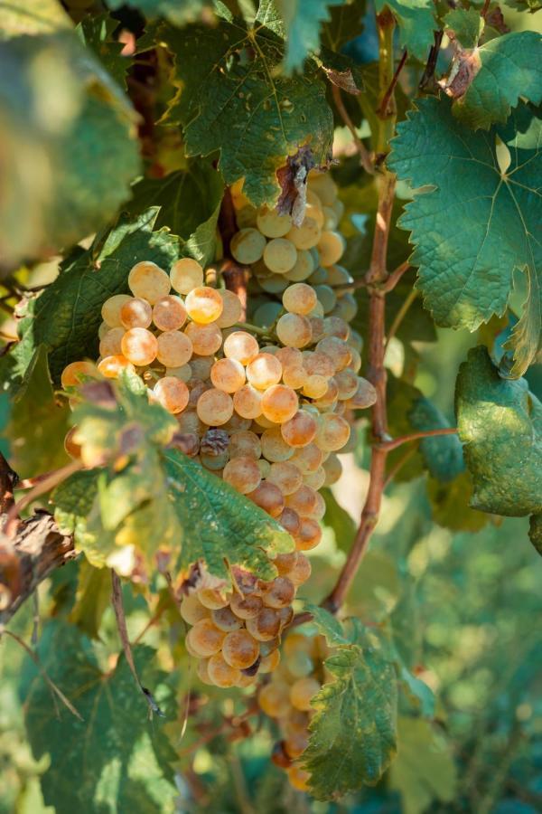 Chateau Artwine Art'ana Eksteriør bilde